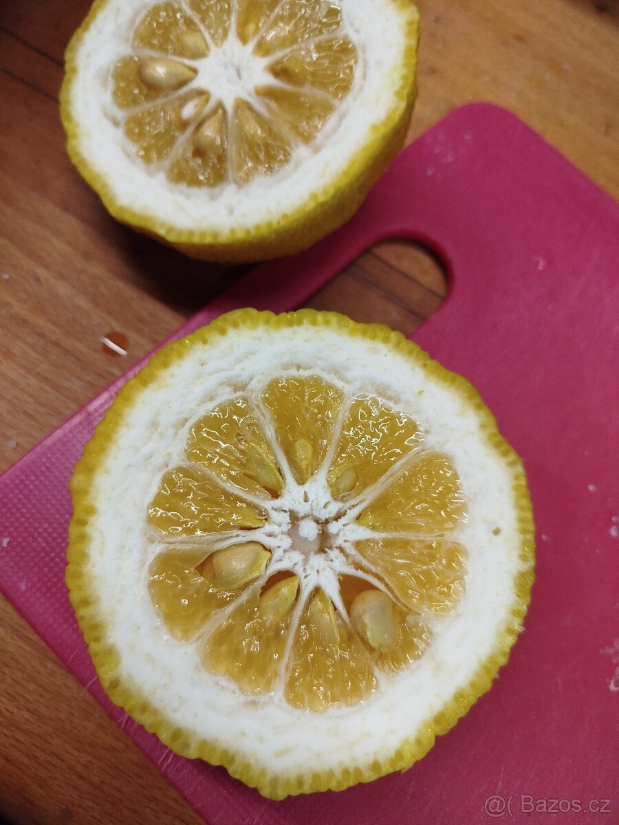 Citroník, citron,citrus - 5