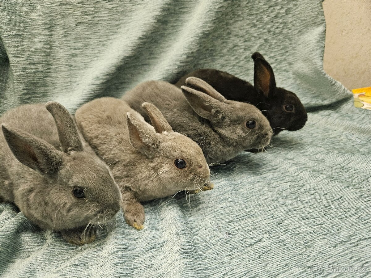 Zakrslý králíček - 5