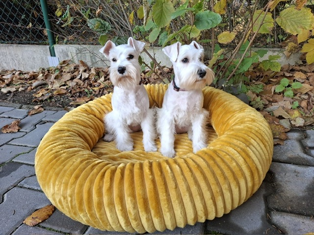 Knírač malý bílý - štěňátka s PP fenky - 5