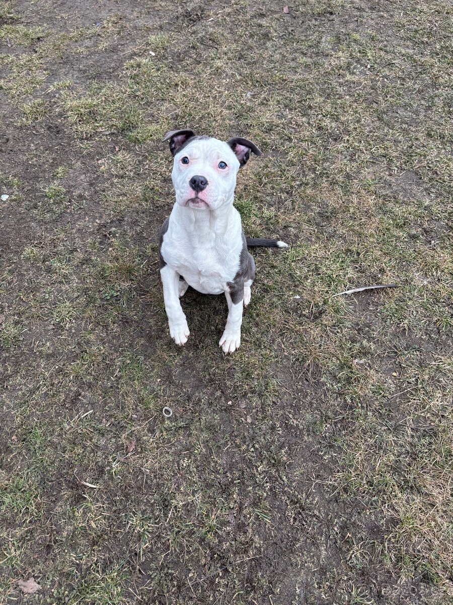 Americký stafordsirsky terier, Stafford, amstaf - 5