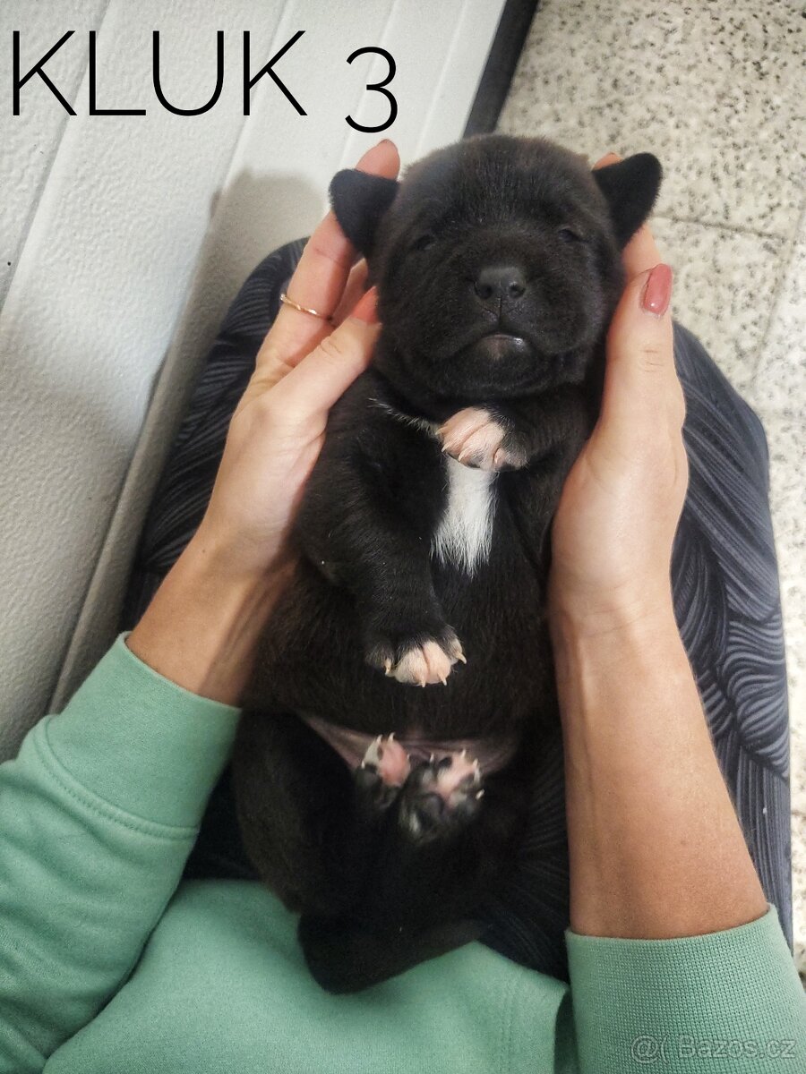 Štěňata kříženci - 5