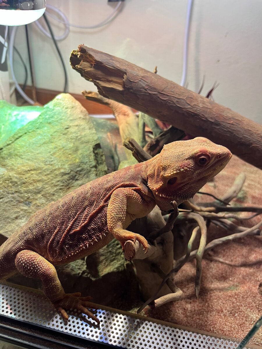 Agama vousatá samec - 5