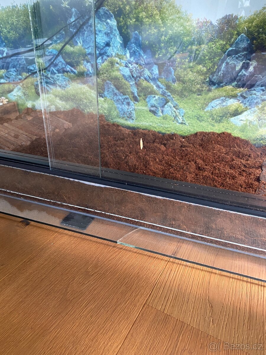 Zelva zelenava, vcetne teraria. - 5