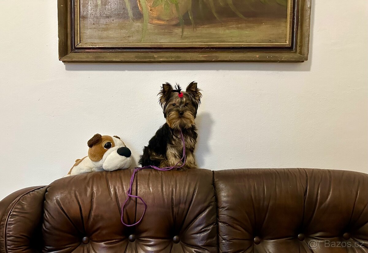 Jorkšírský teriér, drobná fenka fenka s Pp - 5