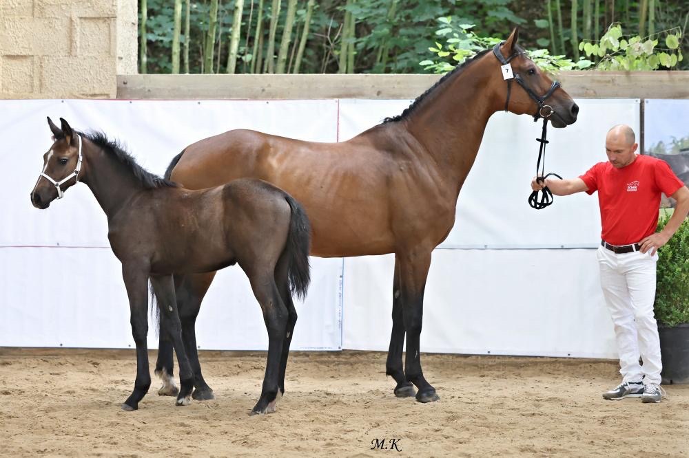 Klisna po Comme il faut a hribe hrebec po Contagio Z - 5