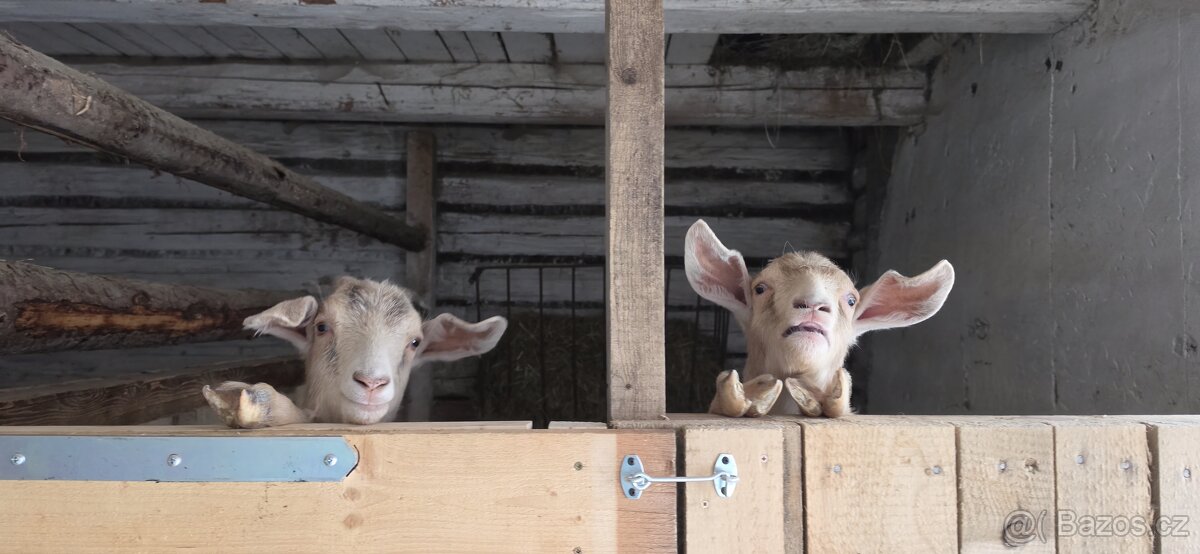 Prodám kozy - 5
