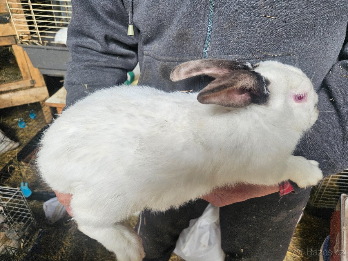 Králík - 5