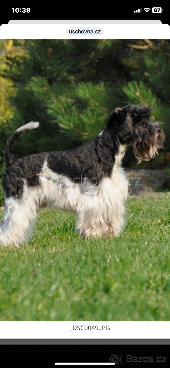 Knírač malý barevný - 5