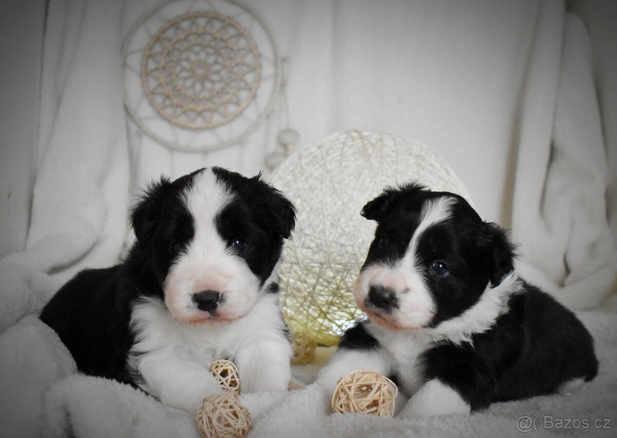 Border kolie s PP - 5