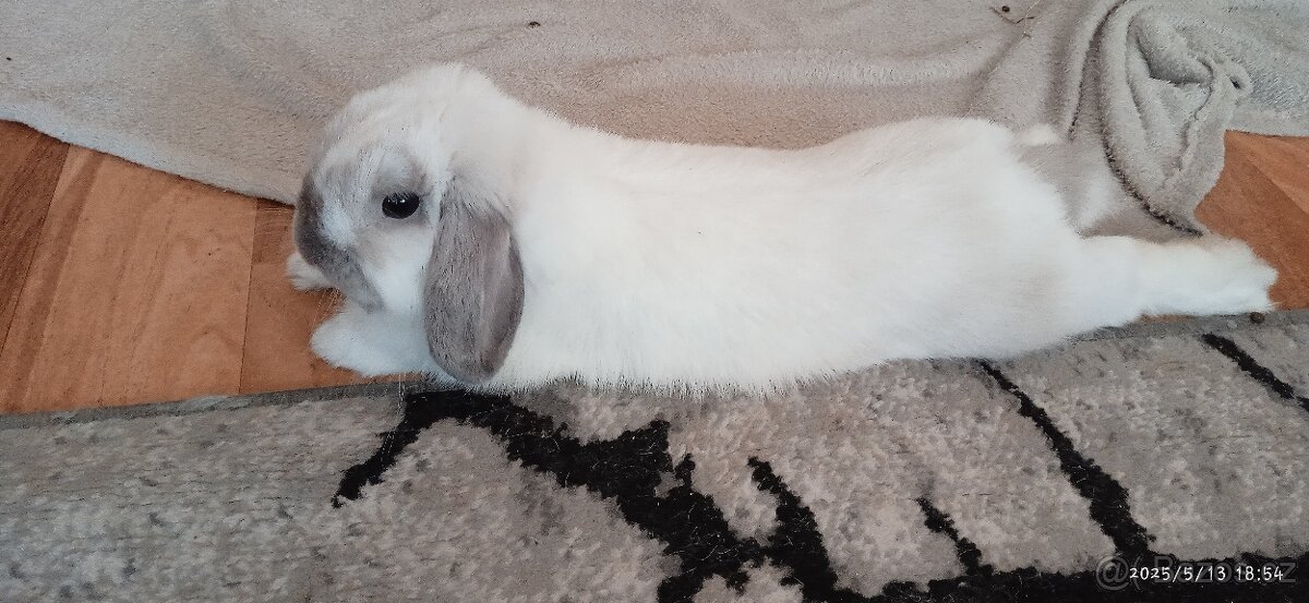 Mini Lop - 5