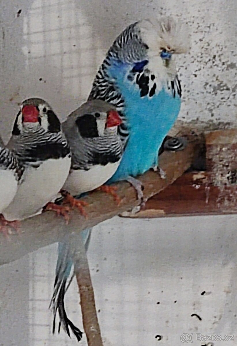 Výstavní andulky - 5