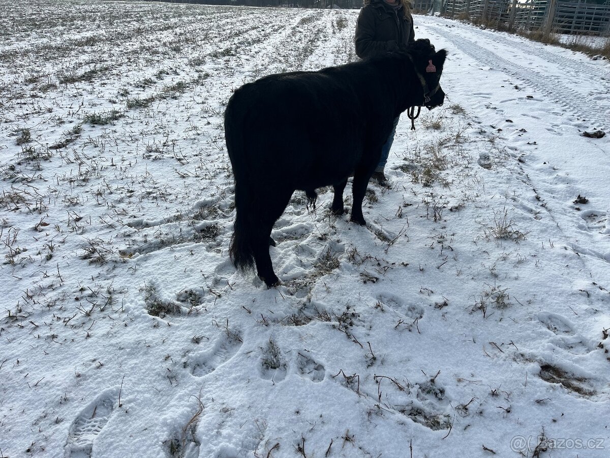 Prodám plenenneho býka Dexter - 5