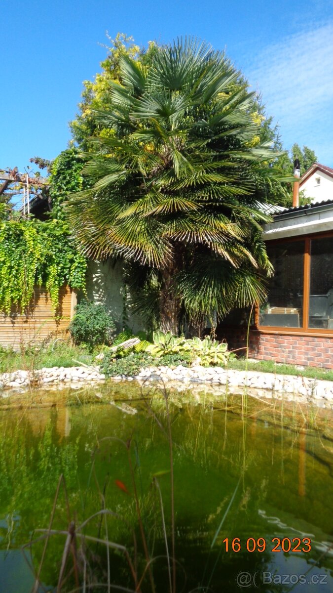 Mrazuvzdorná Palma konopná-palmičky - 5