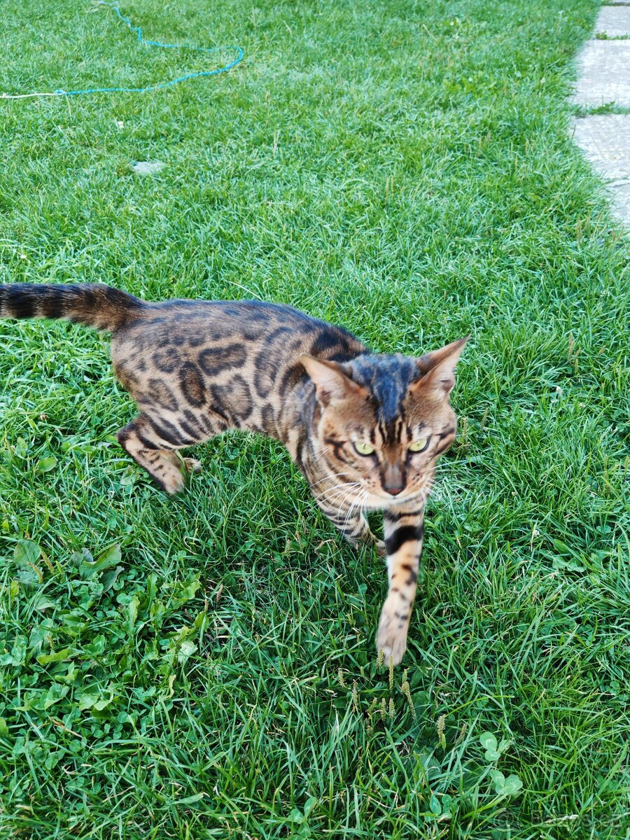 Bengálský kocour s PP. - 5