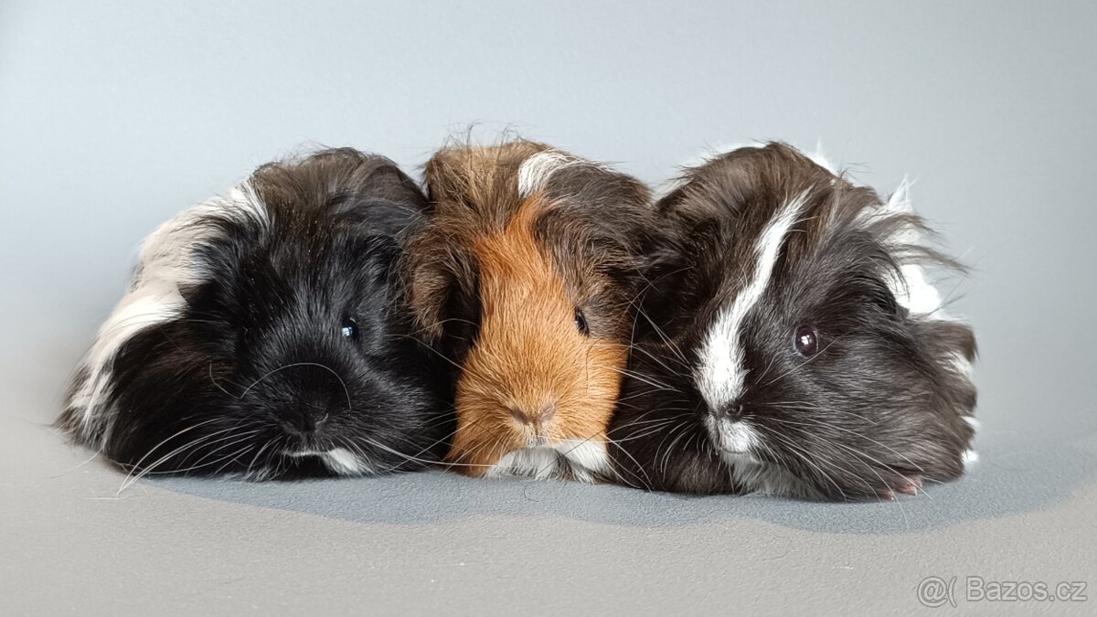 Dlouhosrsté morče plemene šeltie - 5