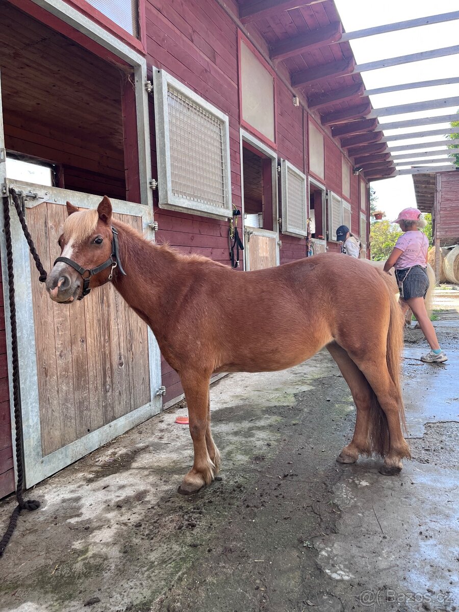 Prodám chovnou klisnu minihorse, american miniature horse - 5