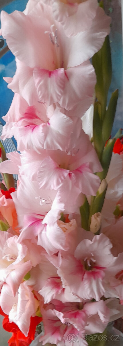 mečíky, cibule mečíků - 5