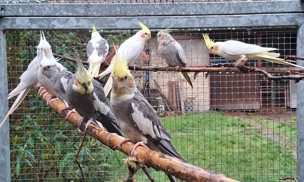 Korely chocholaté - 5