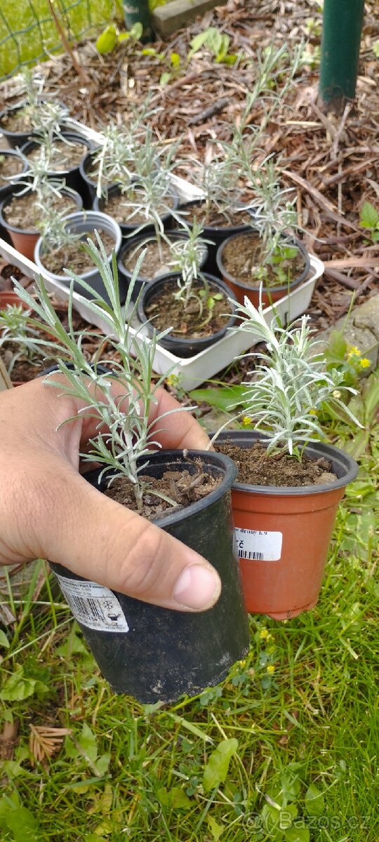 Byliny a trvalky - 5