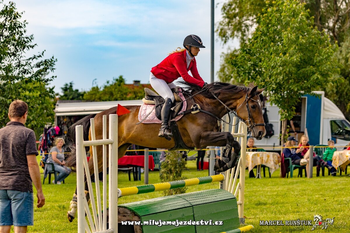 Elegantní klisna pro rekreaci či chov - 5