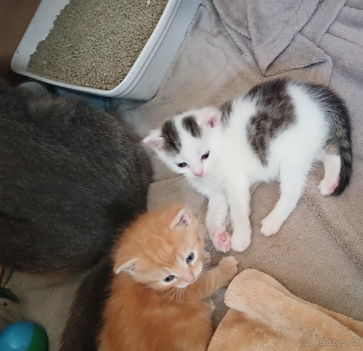 Koťátka Britská modrá - 5