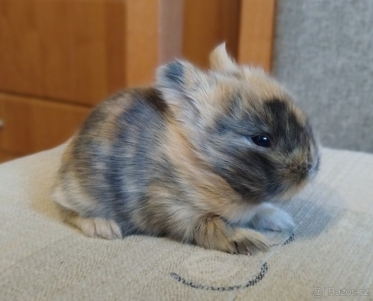 Zakrslý Teddy králík, králíček - 5