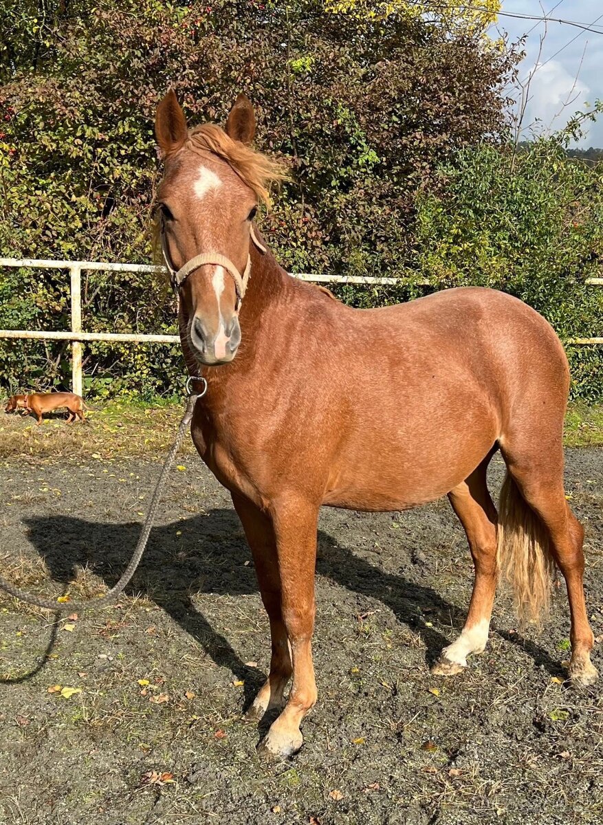 2 mladí WPB hřebci do sportu - 5