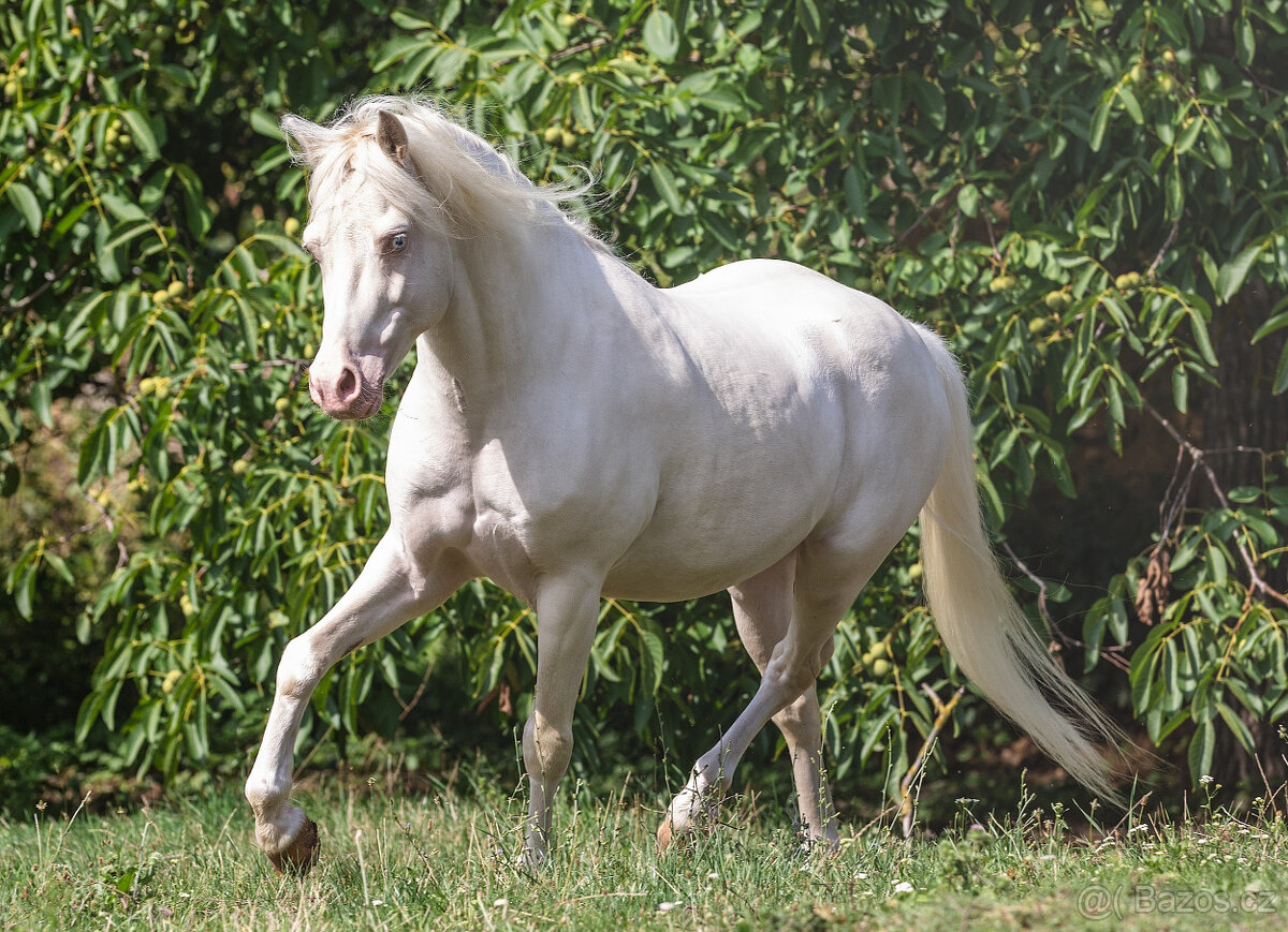 letošní kobylka pony - 5