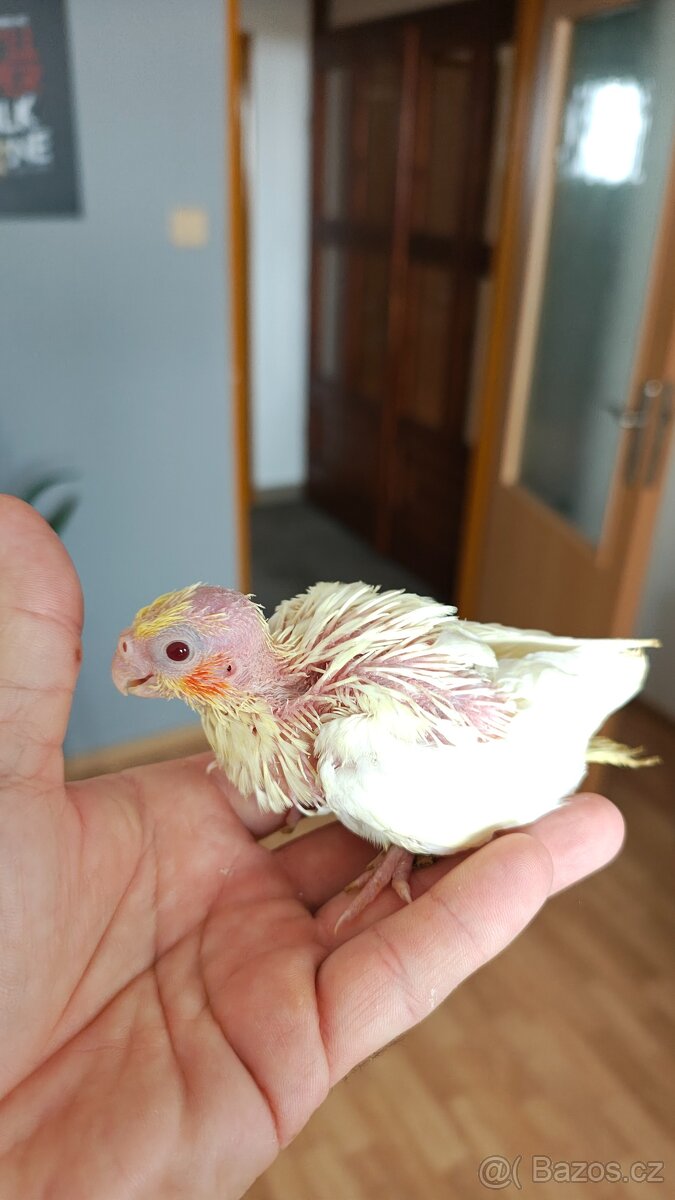 Ručně dokrmené Korely chocholaté. - 5