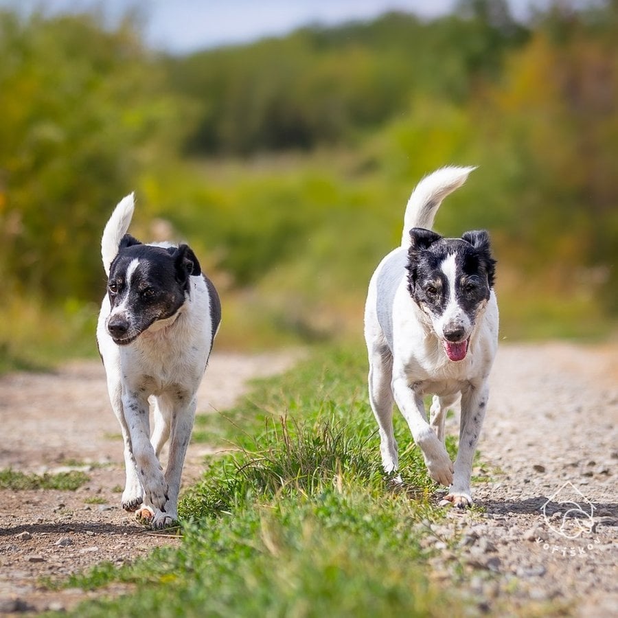 Kříženka typu teriéra - 5