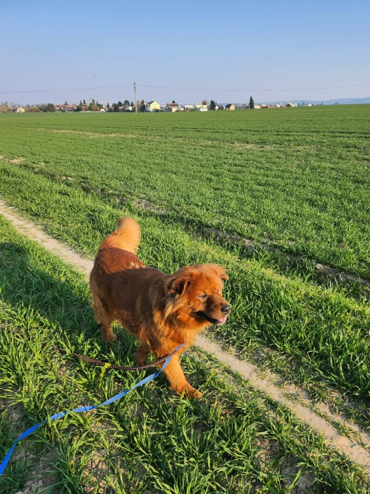 Chundelatý Brit - 5