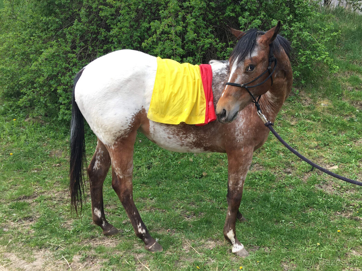 Dvouletá klisna Appaloosa - 5