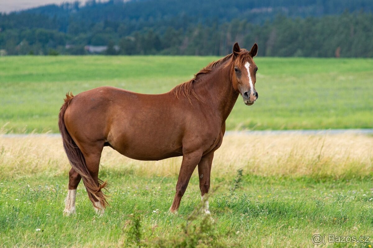 Welsh cob kobylka - 5