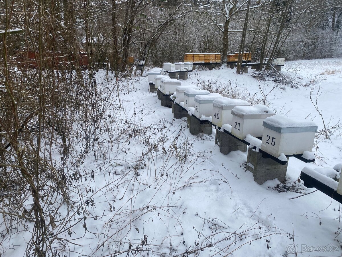Včelí oddělky 2026 Východní Čechy - 5