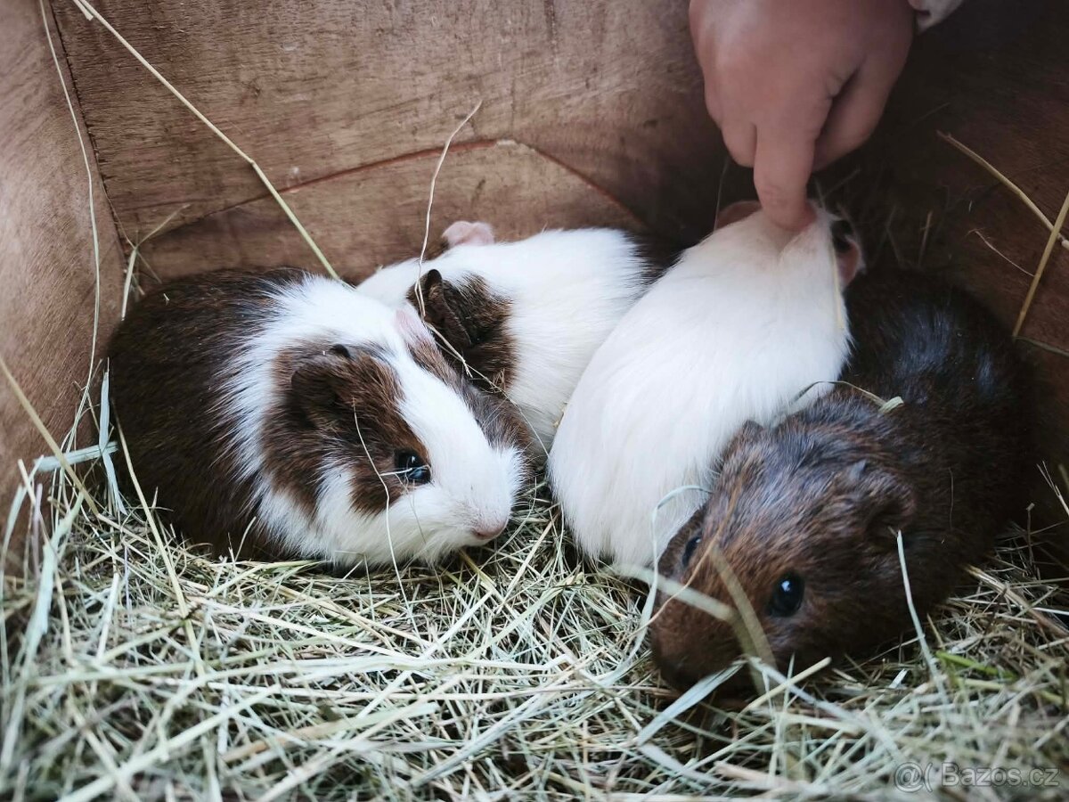 Prodám morčata - 5