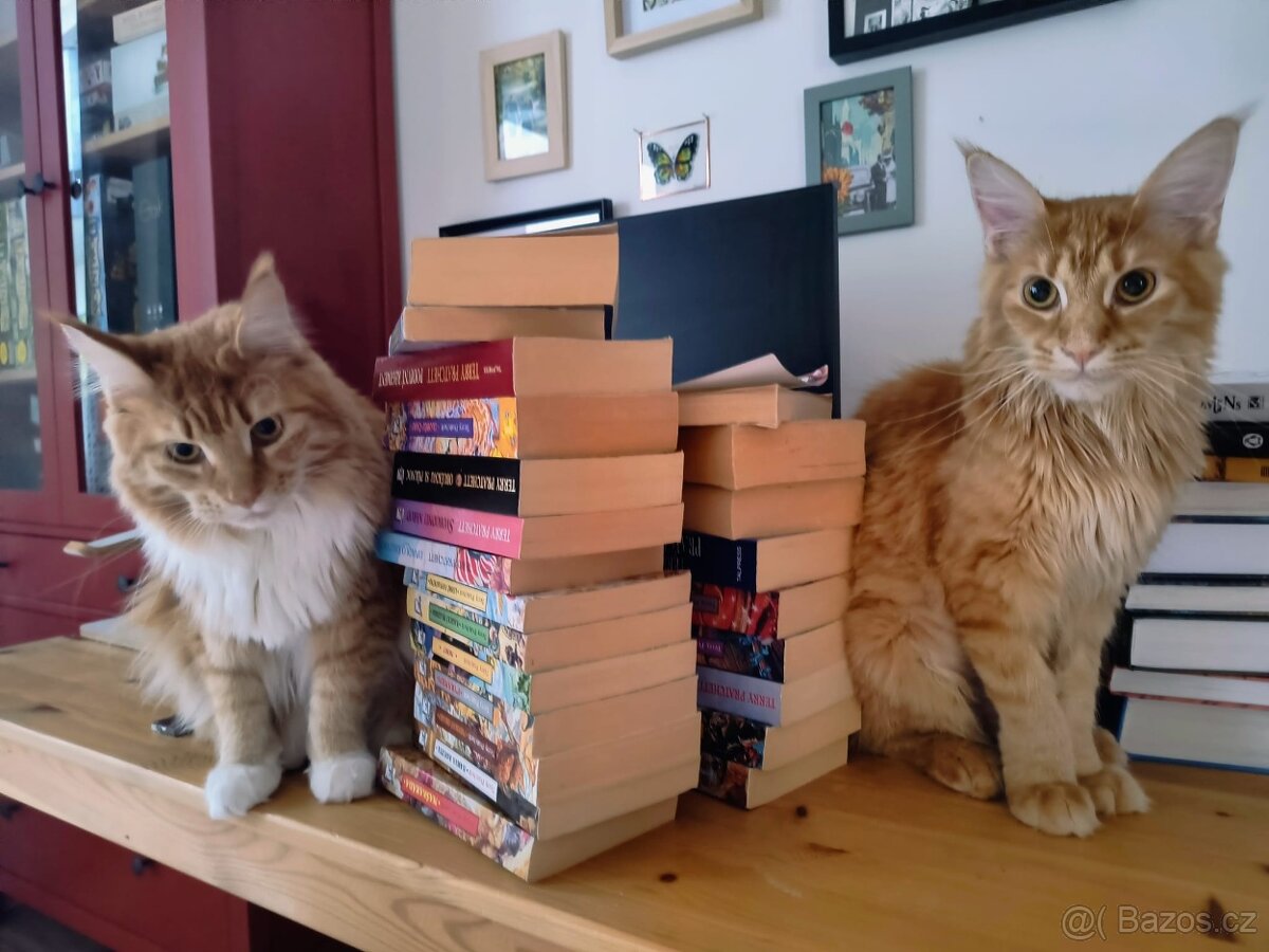 Mainské mývalí kočky s PP - 5