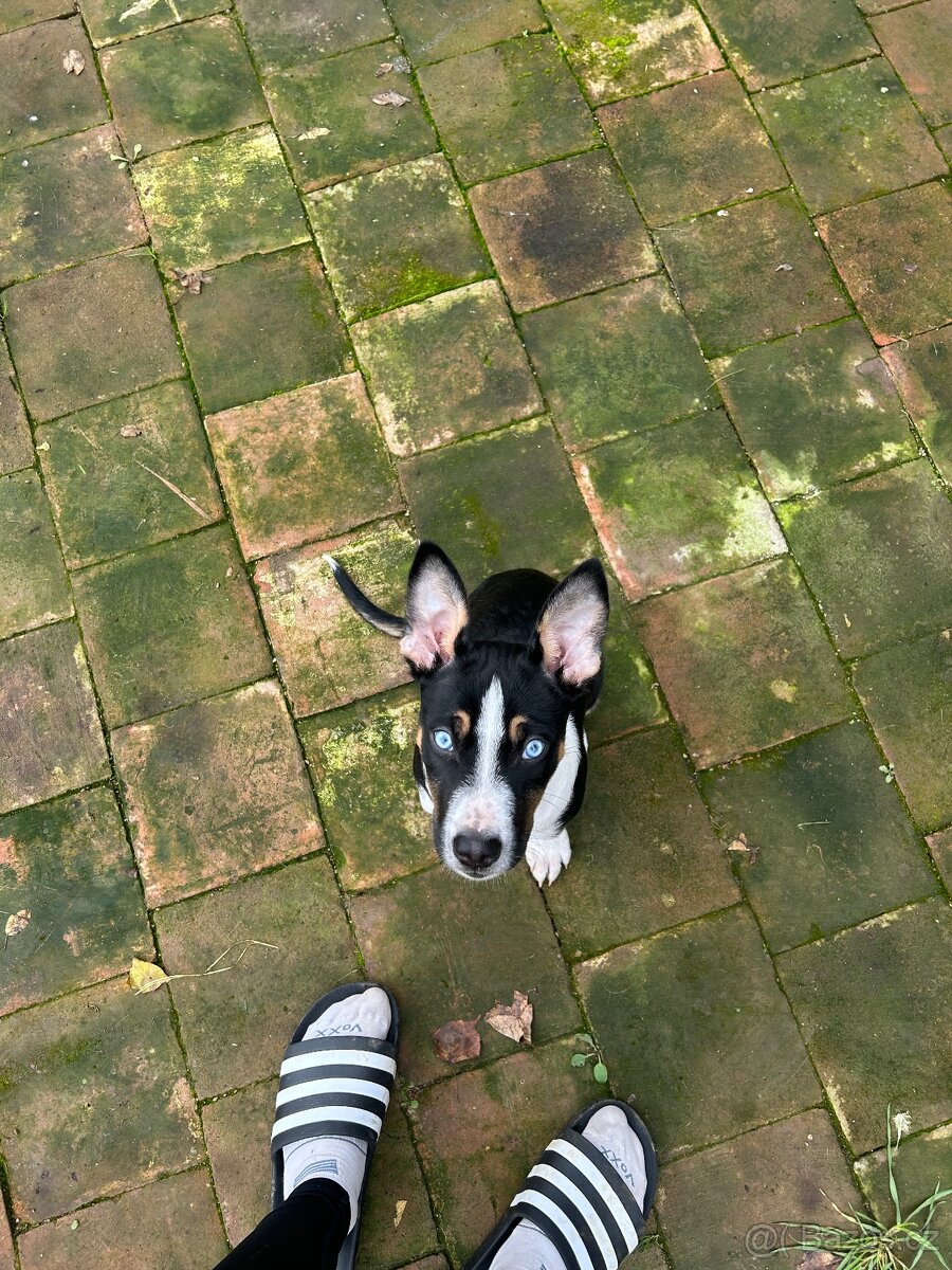 Štěně do dobrého domova - 5