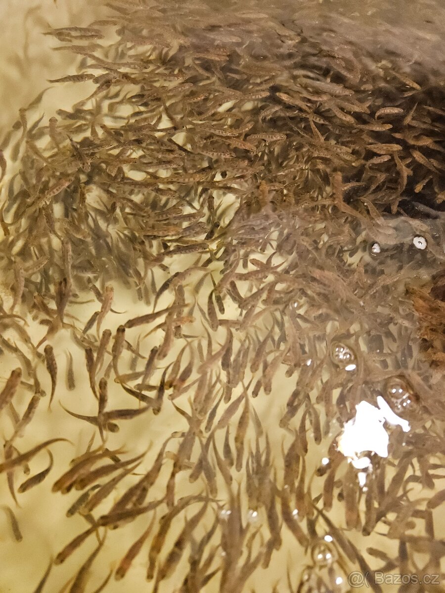 Prodám plůdek pstruha duhového - 5