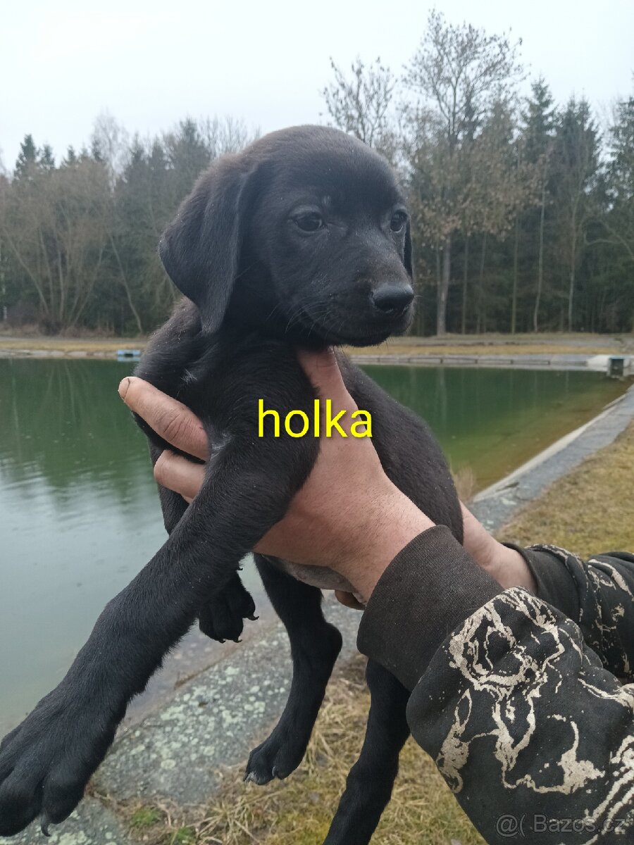 Poslední Vánoční štěňátka - 5