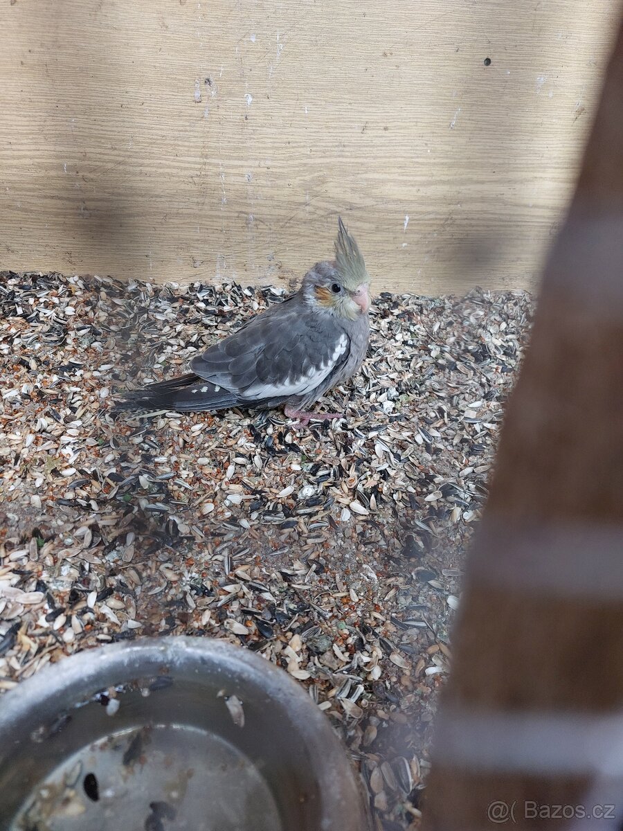 Korela chocholatá - 5