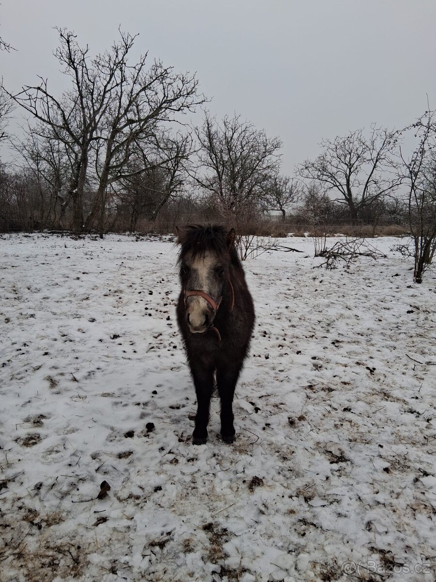 Pony klisna - 5