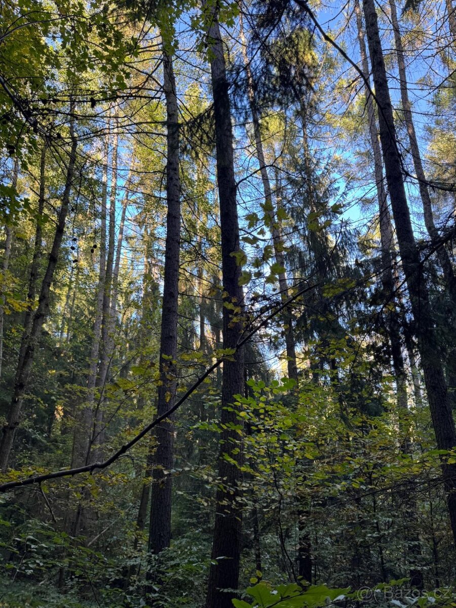 Prodej lesního pozemku v k.ú. Hostice - 5