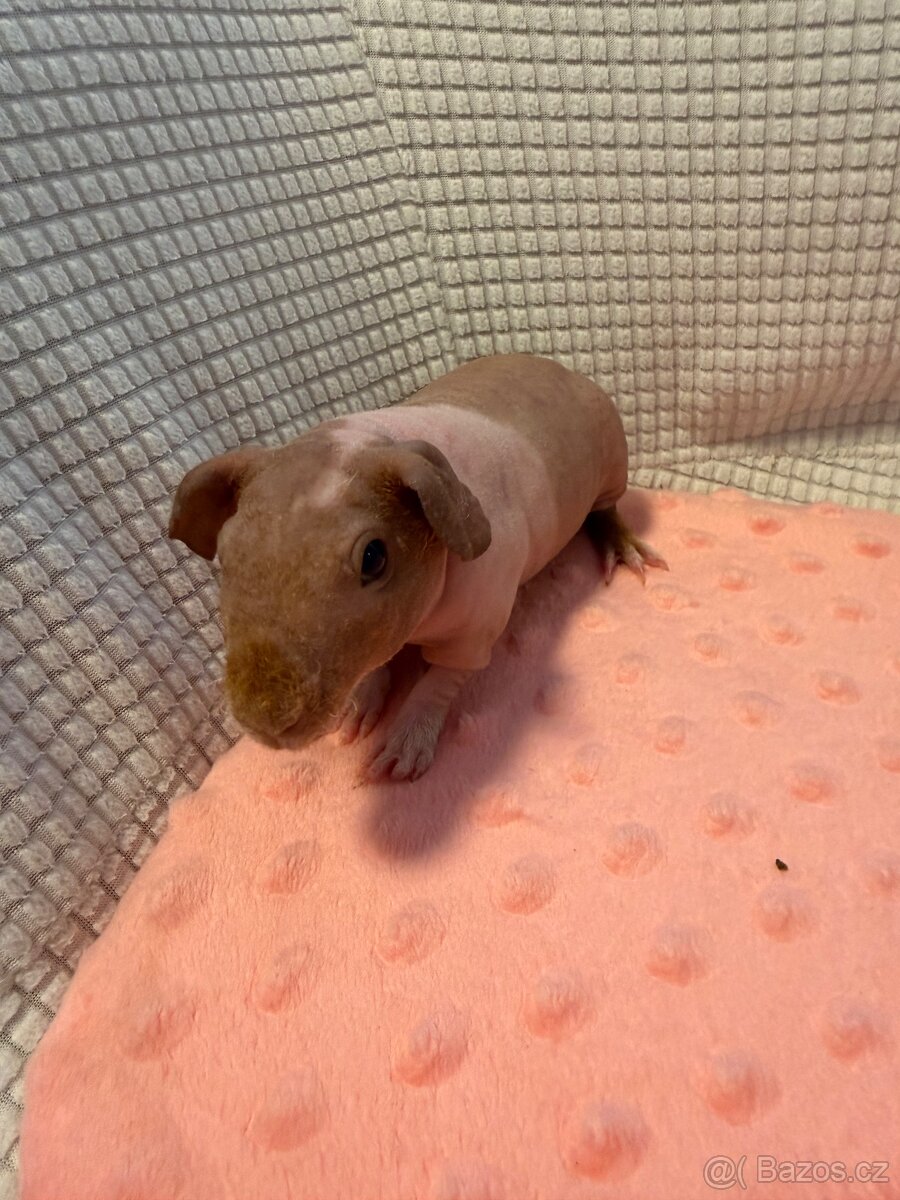 Skinny morče samec s PP - 5