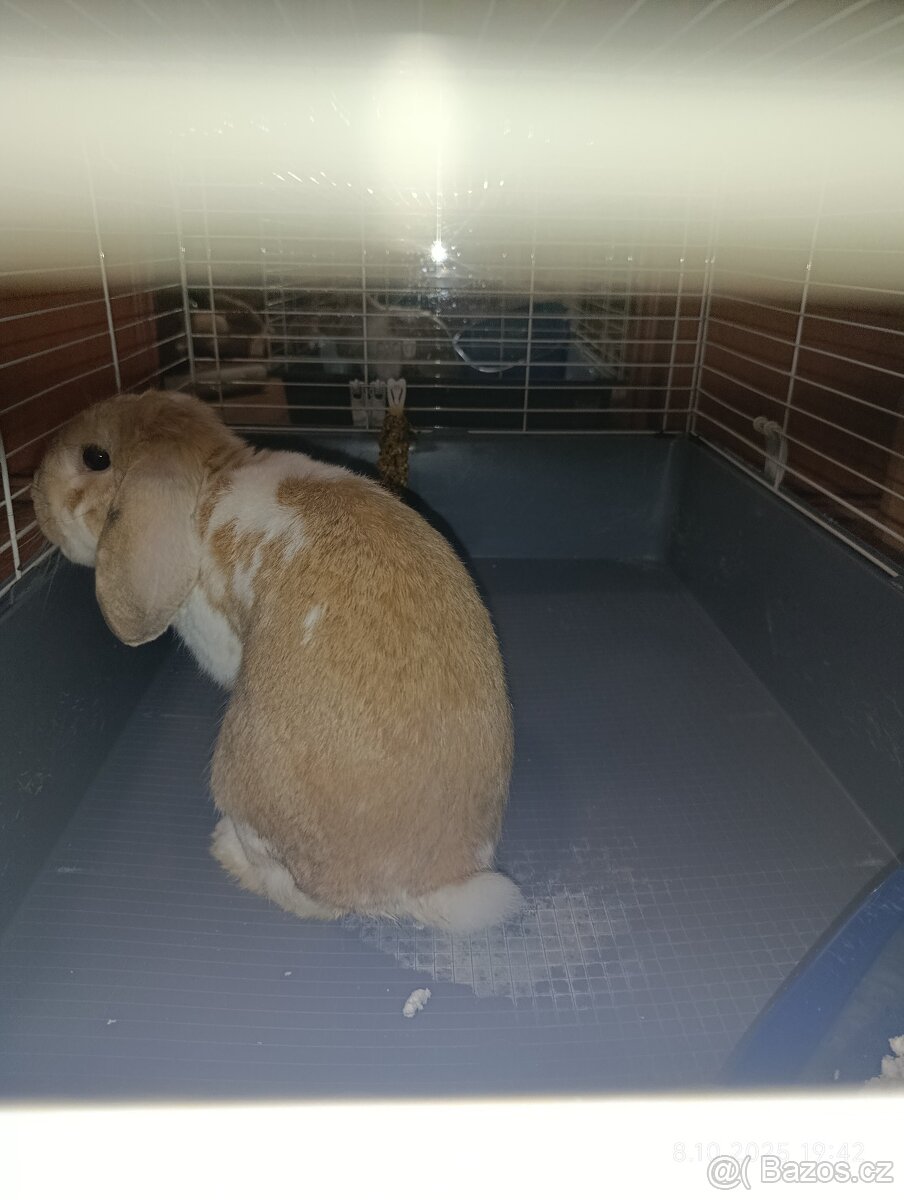 Králík - 5