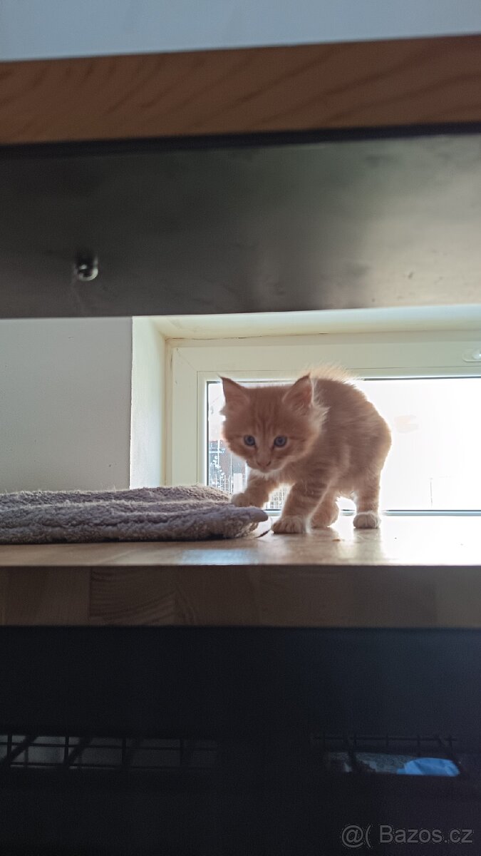 Mainská mývalí s PP - 5