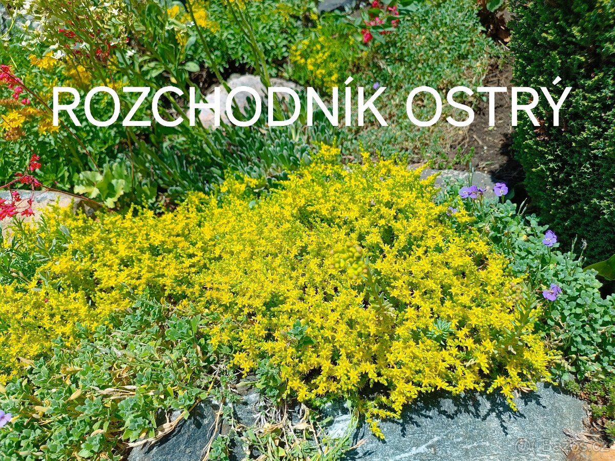Zelená střecha - 5