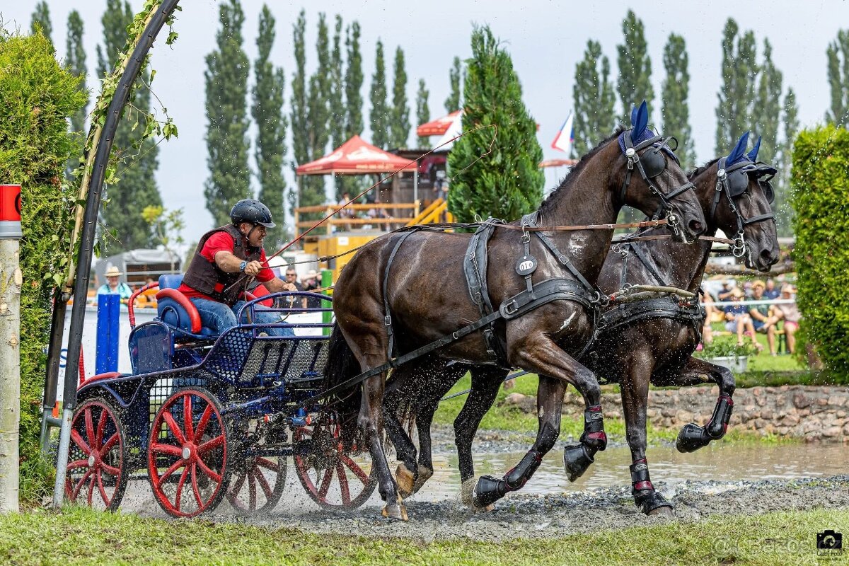 Starokladrubské klisny - 5