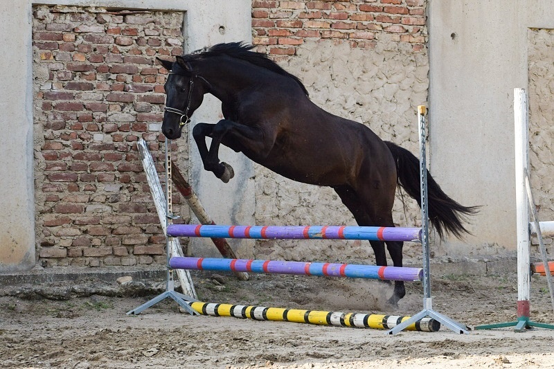 Tříletý drezurní valach - 5