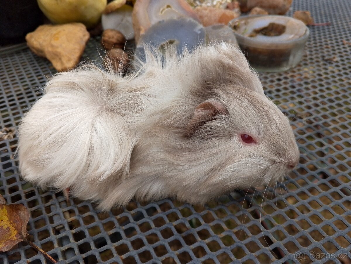 Morčátko holčička - 5