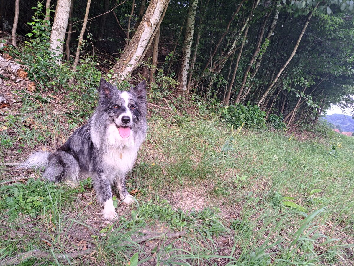 Nabízím krytí psem border kolie. - 5